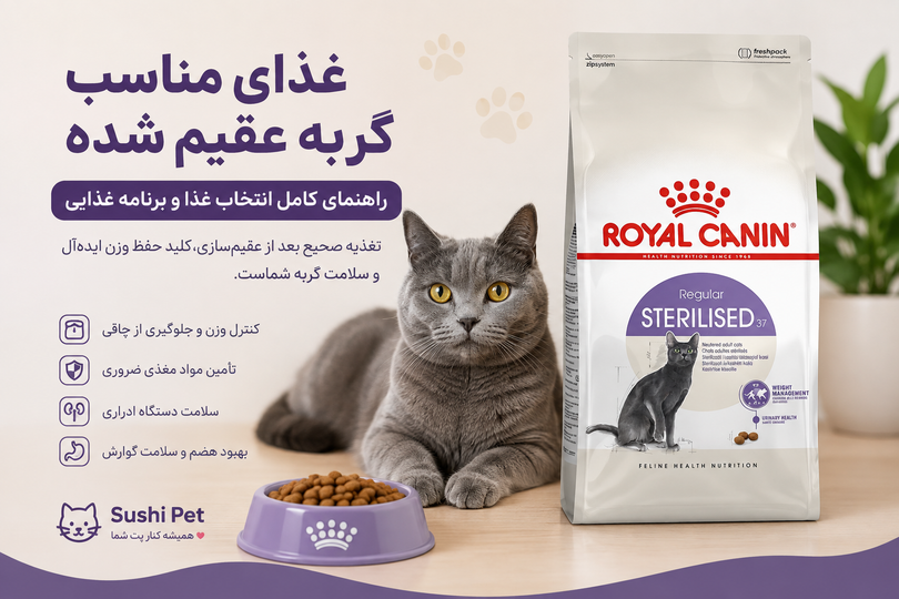 غذای مناسب گربه عقیمشده؛ راهنمای کامل انتخاب غذا و برنامه غذایی